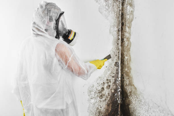 Best Same-Day Mold Removal  in Bulverde, TX