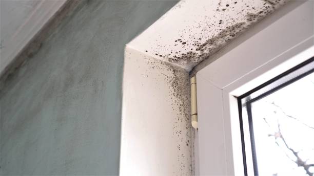 Best Mold Cleaning Services  in Bulverde, TX