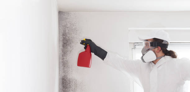 Best Mold Testing  in Bulverde, TX