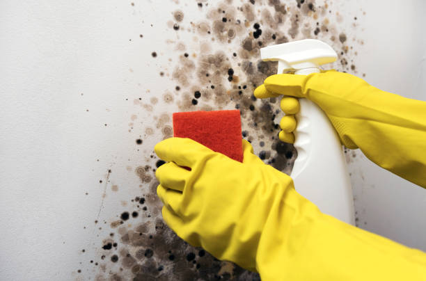 Best Local Mold Removal Service  in Bulverde, TX