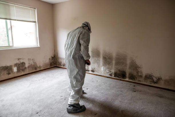 Best Commercial Mold Removal  in Bulverde, TX