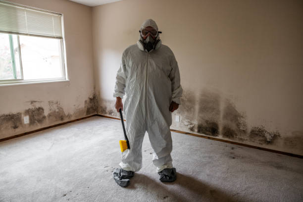 Trusted Bulverde, TX Mold Removal Experts