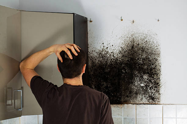 Best Mold Damage Repair  in Bulverde, TX
