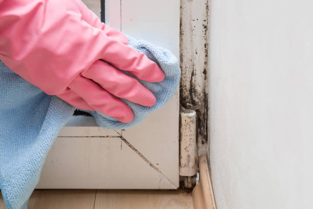 Best Black Mold Removal  in Bulverde, TX